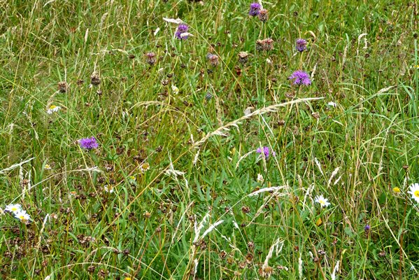 wildflower meadow