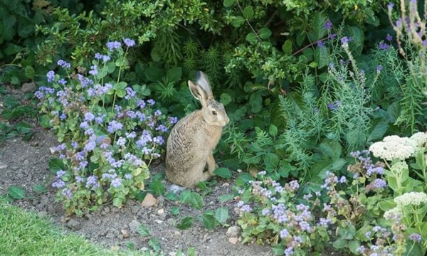 hare