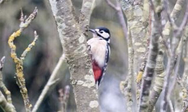 woodpecker