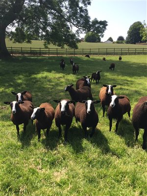 Sheep on the Farm