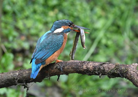 Kingfisher on the River Camel. Lamprey in mouth. Wildlife Cornwall.