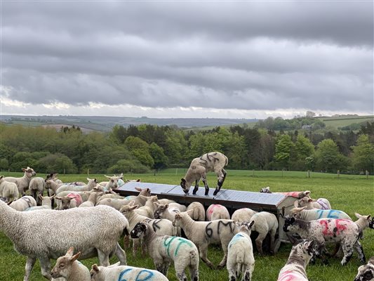 Lambs are born on the farm each spring