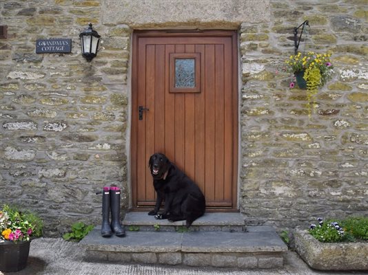 dog friendly options