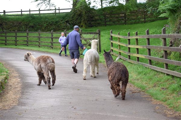 alpacas