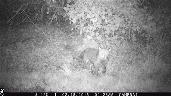 Fox caught on the trailcam in our bridleway