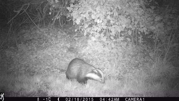 Badger in our bridleway