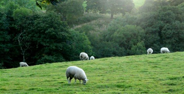 Grazing sheep on the farm