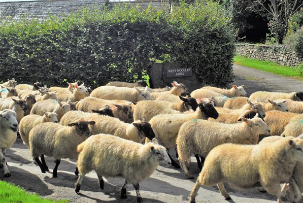 Sheep walking past West Woolley