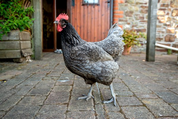 Chicken outside Parlour