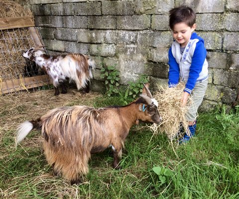 Feeding the goats