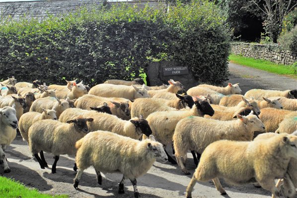 Sheep crossing