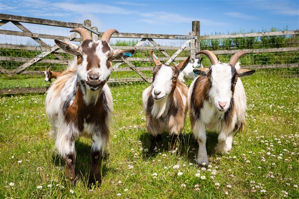Playful pygmy goats