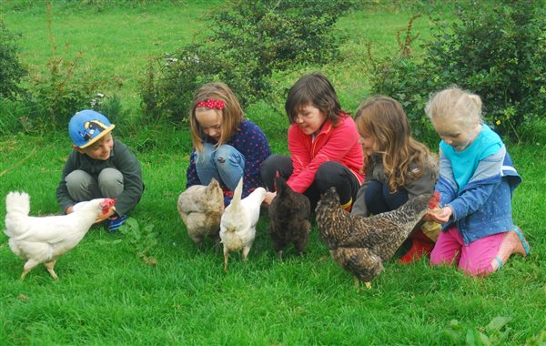 Feeding chickens