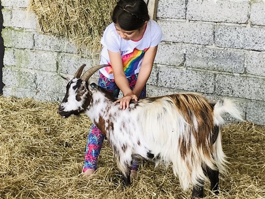 Stroking pygmy goat