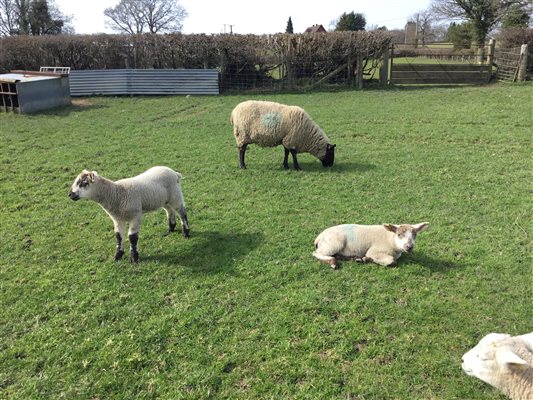 Sheep Lambs Fields Farm Spring