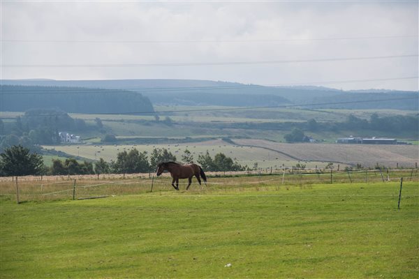 Horse Livery