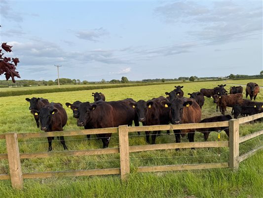 Cows