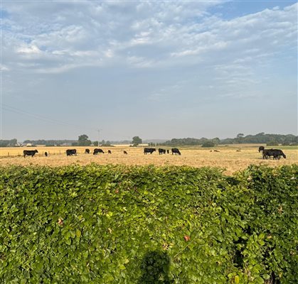 Cows