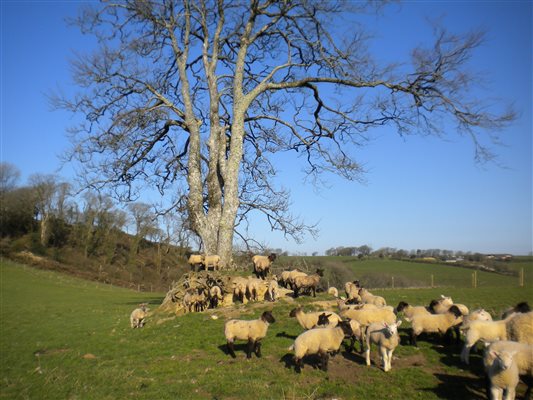 Farm and countryside footpaths