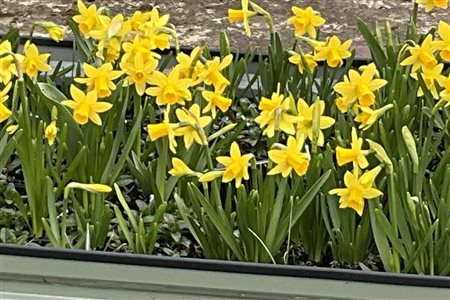 Y Granar (The Granary)