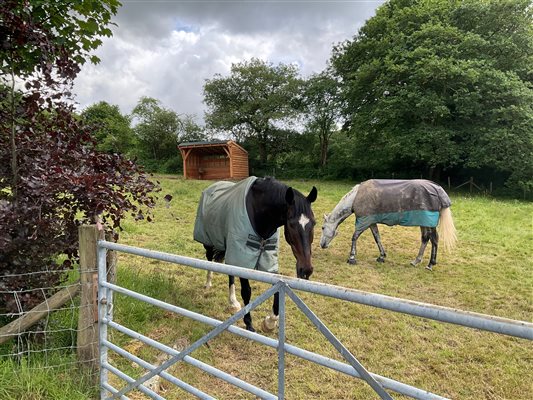 Horse guests in the pasture