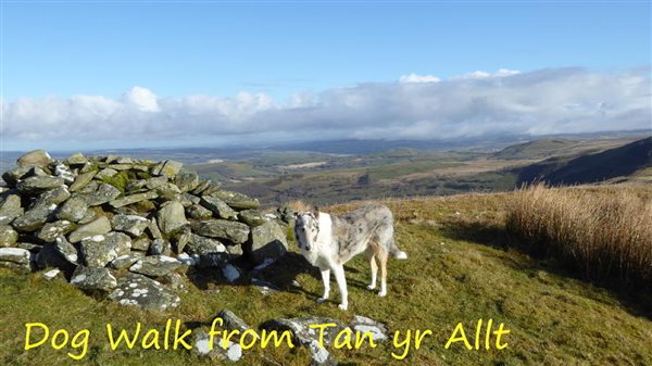 Dog Walk from Tan yr Allt