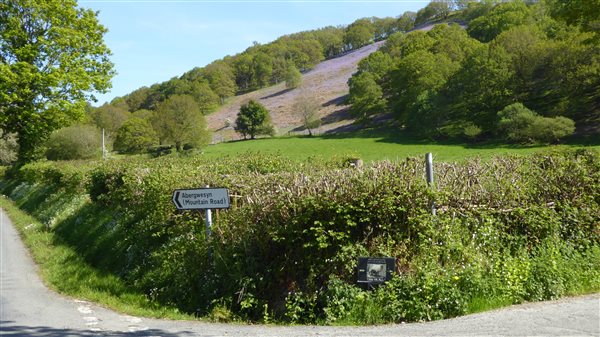  Bluebells nr Tan yr allt