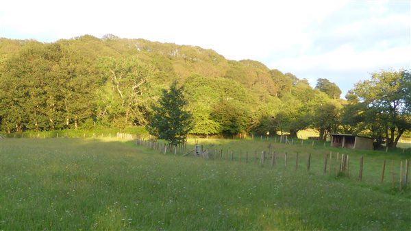 Horse Field shelter - Tan yr Allt