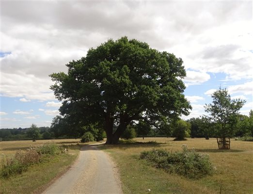 Hatfield Forest