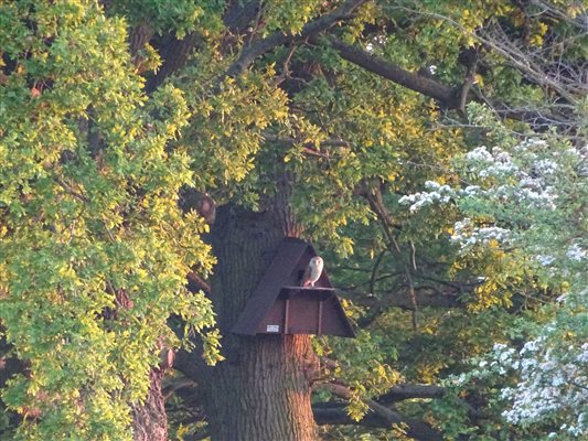 Barn Owl's nesting near The Lodge 