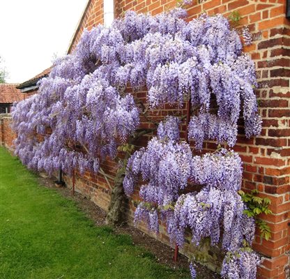 Wisteria