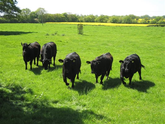 Cattle grazing near The Lodge