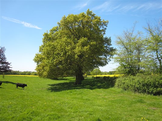 Meadows around The Lodge