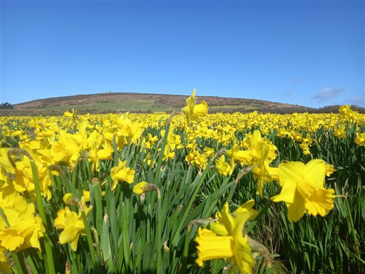 DAFFODILS AT FOOT OF CHAPEL CARN BREA