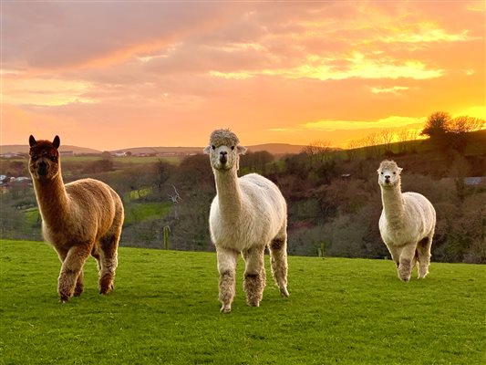 Alpacas Sunset