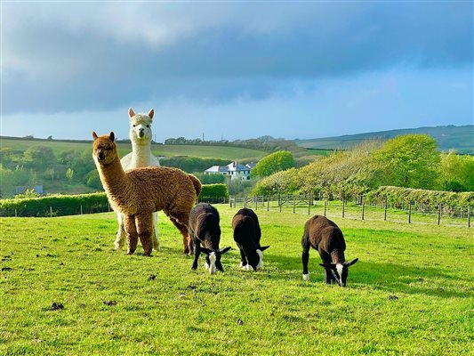 alpacas and zwartbles