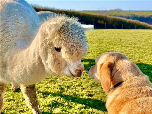 alpaca