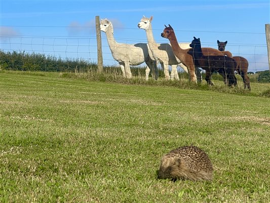 alpacas