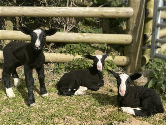 zwartbles