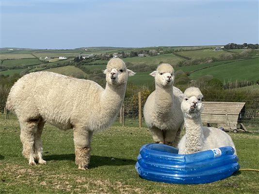 alpacas