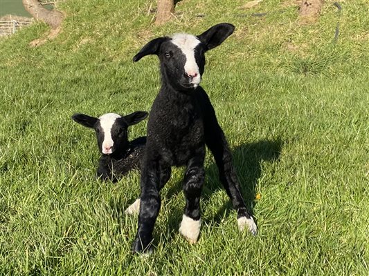 zwartbles