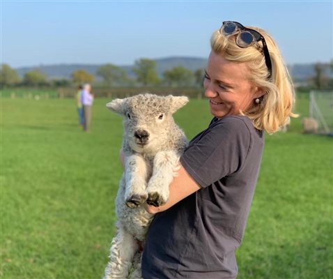 Meet the Greyface Dartmoor Sheep
