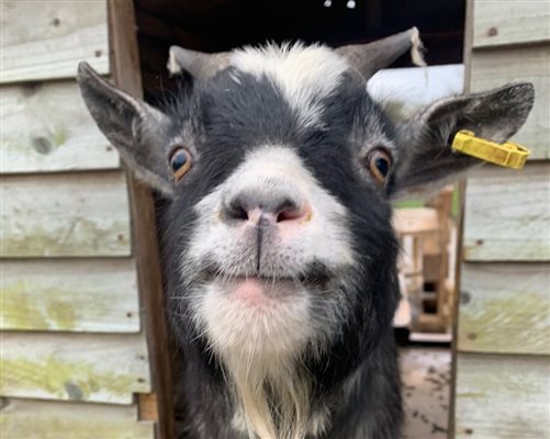 Pygmy goats at Yew Tree farm holidays
