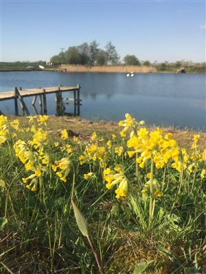 cowslips at the lake