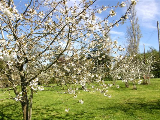 some of our fruit trees in full blossom