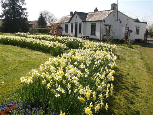 Our daffodils April 2026