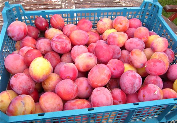 our organic Victoria plums