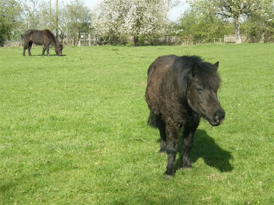 The ponies that live at Kilmorie
