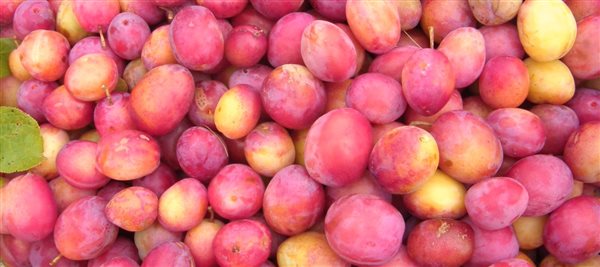 our delicious  homegrown organic Victoria plums