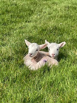 Free Lambing Tour!